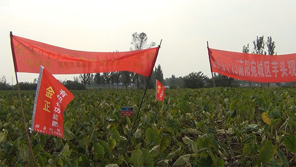 喜報(bào)！南陽(yáng)宛城區(qū)芋頭測(cè)產(chǎn)觀摩會(huì)見(jiàn)證5個(gè)15神奇！